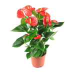 Money Plant in Orange Elephant Ceramic Pot