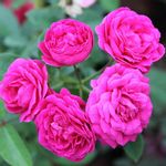 Miniature Rose, Button Rose (Any Color) - Plant