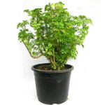 Aralia Green - Plant