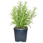 Rosemary - Plant