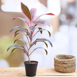Dracaena Mahatma, Cordyline Terminalis Mahatma - Plant