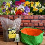 Easy to Grow Winter Bulbs - Garden Pack