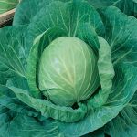 Cabbage Poi - Desi Vegetable Seeds