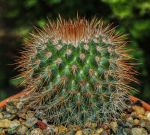 Pincushion Cactus - Cactus Plant