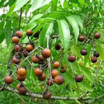 Sapindus Marginatus, Soap Nut - 1 kg Seeds