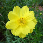 Cosmos Yellow - Desi Flower Seeds