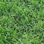 Bermuda Lawn Grass - 250 g seeds