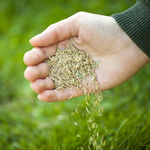 Lawn Grass Seeds