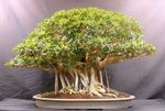 Banyan tree Bonsai - Plant