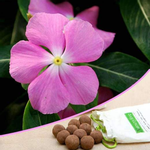 Easy gardening, Vinca - 20 Seed balls