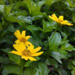Wedelia, Sphagneticola Trilobata - Plant