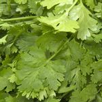 Fresho Coriander Leaves