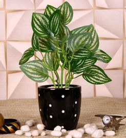 Black Ceramic Medium Tumbler Shape Flower Pot with White Dots