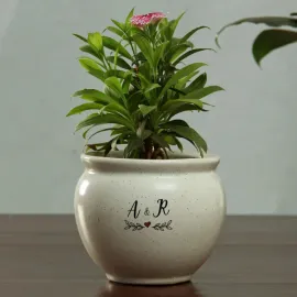 Celebrate Happiness with Haworthia in Ceramic Pot