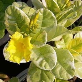Allamanda Dwarf - Allamanda Cathartica, Trumpet Vine, Golden Trumpet