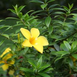 Allamanda Dwarf - Allamanda Cathartica, Trumpet Vine, Golden Trumpet
