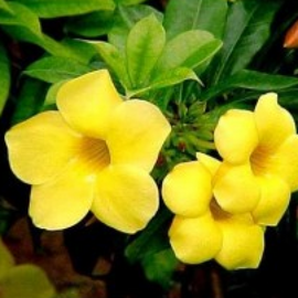 Allamanda Creeper - Allamanda Cathartica, Trumpet Vine, Golden Trumpet