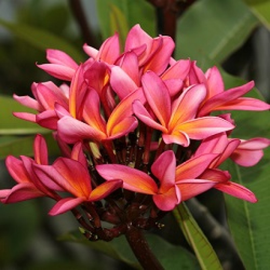 Plumeria Dwarf Pink - Champa, Frangipani