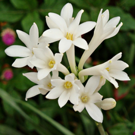 Rajnigandha - Tuberosa Plant