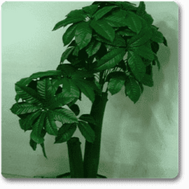 Pachira Double Buds - Plant