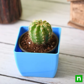 Notocactus roseoluteus - Cactus Plant