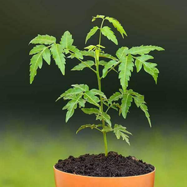 Neem Tree, Azadirachta indica - Plant