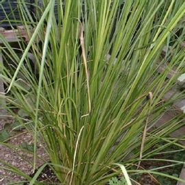 Khus, Vetiver - Plant