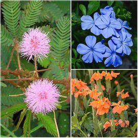 Top 3 Wonder Plants Pack