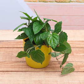 Piper Betel, Maghai Paan - Plant