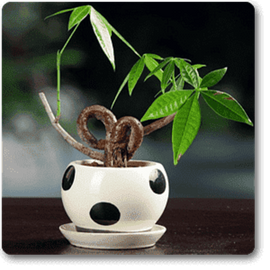 Pachira O Shape - Plant