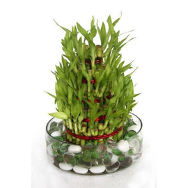 5 Layer Lucky Bamboo