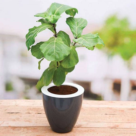 Easy to Care Fiddle Leaf for Interior Decoration