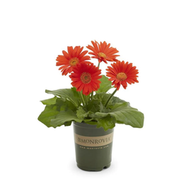 Gerbera Red Plant - African Daisy