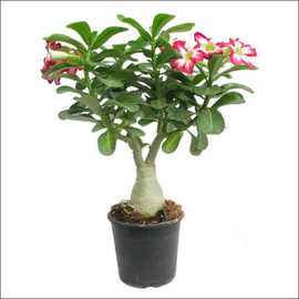 Adenium in Grey Ceramic Pot