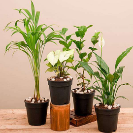 Winter Special Top 4 Air Purifier Plants Pack