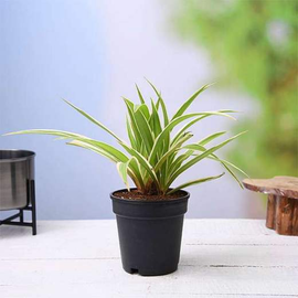 Chlorophytum, Spider Plant - Plant