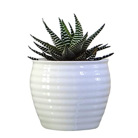 Haworthia Limifolia in White Ceramic Pot