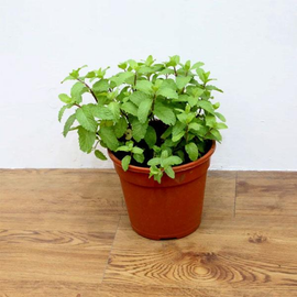 Mentha Arvensis, Japanese Mint - Plant