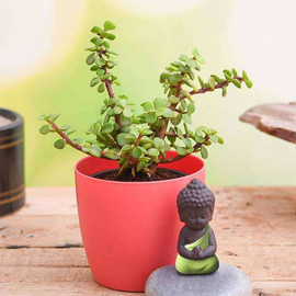 Jade Plant with Praying Buddha to Wish Good Fortune