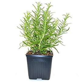 Rosemary - Plant
