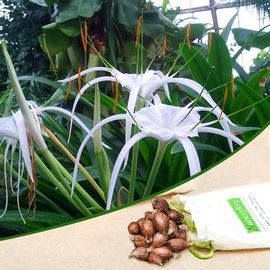 Hymenocallis Speciosa, Green-tinge spiderlily - Bulbs (set of 5)