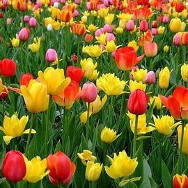  Perfumed Tulip - 10 Seeds