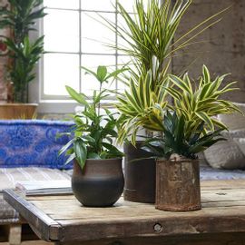 Dracaena Mahatma Varigated - Plant