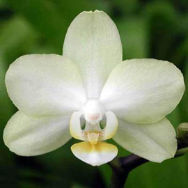 Butterfly Orchid - 5 Seeds