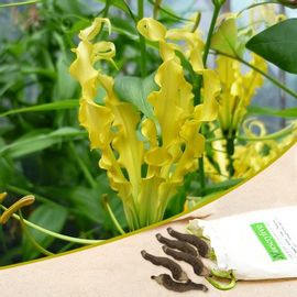 Flame Lily, Gloriosa Lily Lutea (Yellow) - Bulbs (set of 5)