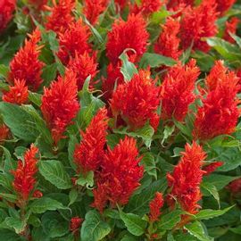Celosia plumosa Red