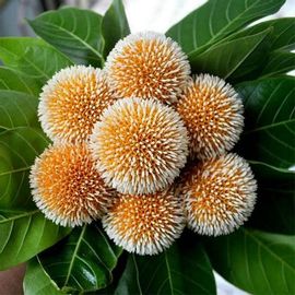 Kadamba, Anthocephalus cadamba - 0.5 kg Seeds