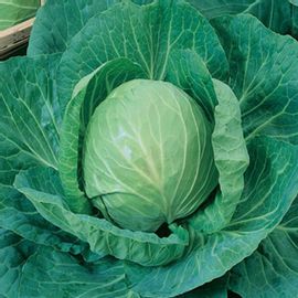 Cabbage Poi - Desi Vegetable Seeds