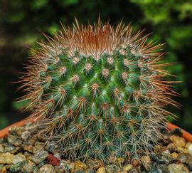 Pincushion Cactus - Cactus Plant