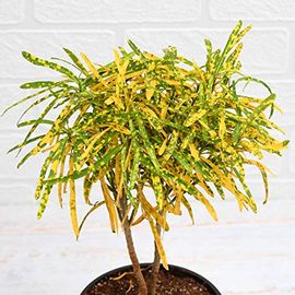 Radiant Croton Plant with Buddha Idol for Good Luck